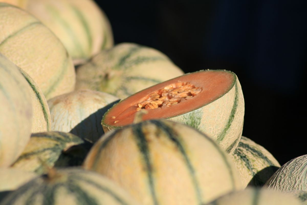VII: Sweet Melon