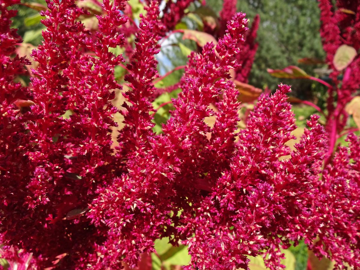 The brilliant red of amaranth. Photo by Andrey Zharkikh.