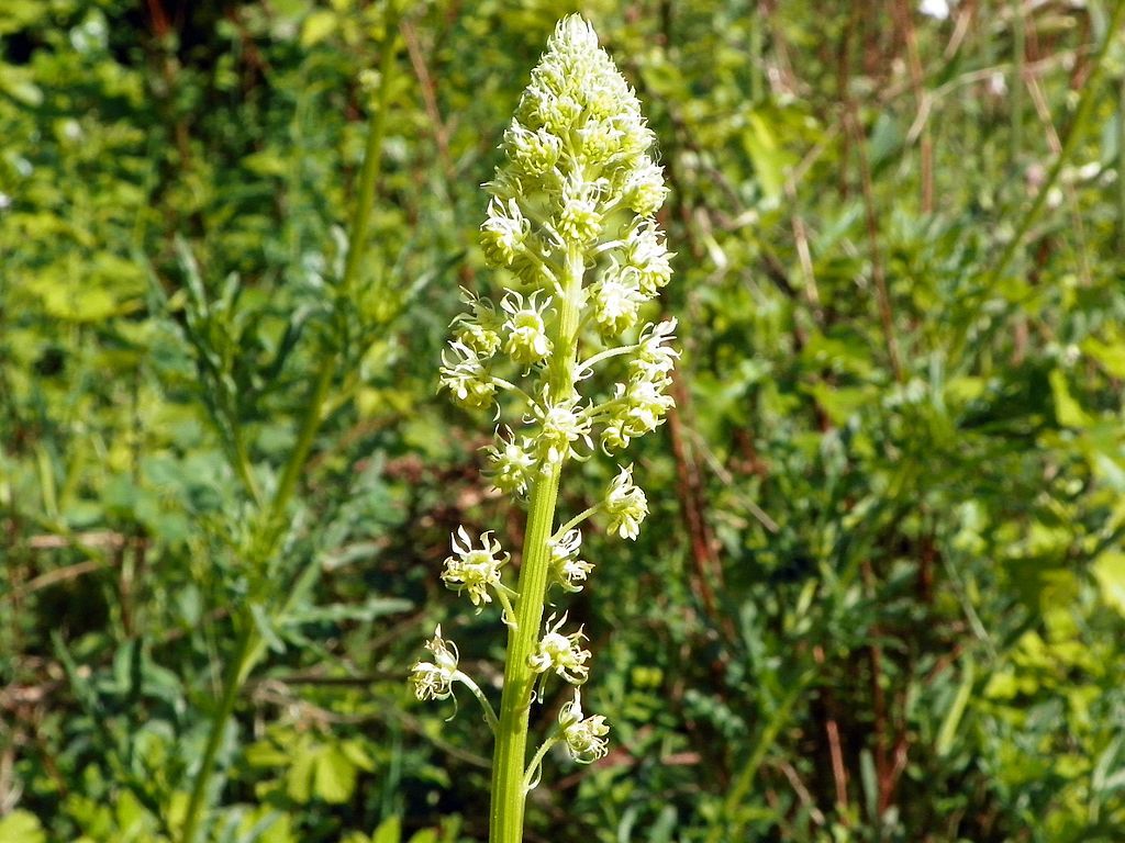 Wild mignonette. Photo via Wikimedia Commons.