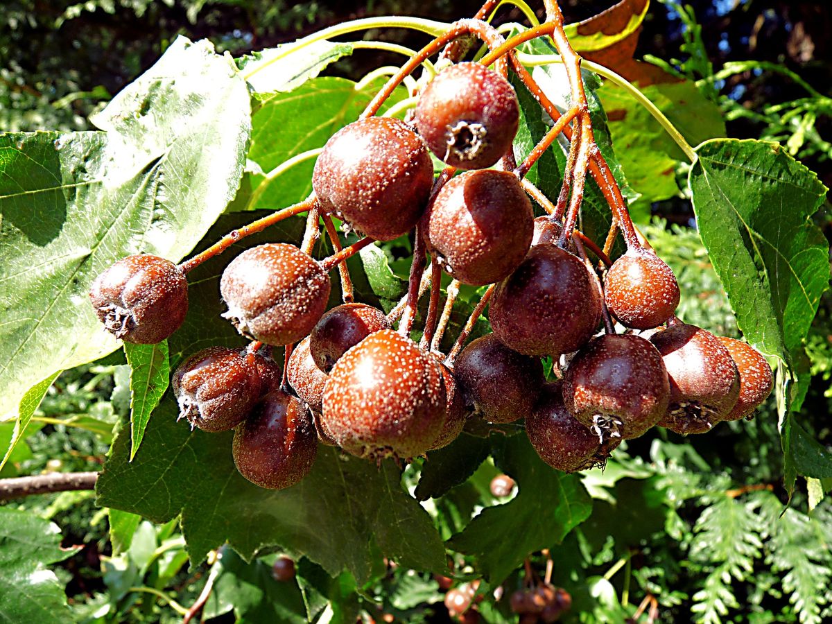 Checker tree fruits with their distinctive spots. Photo by Hornbeam Arts.