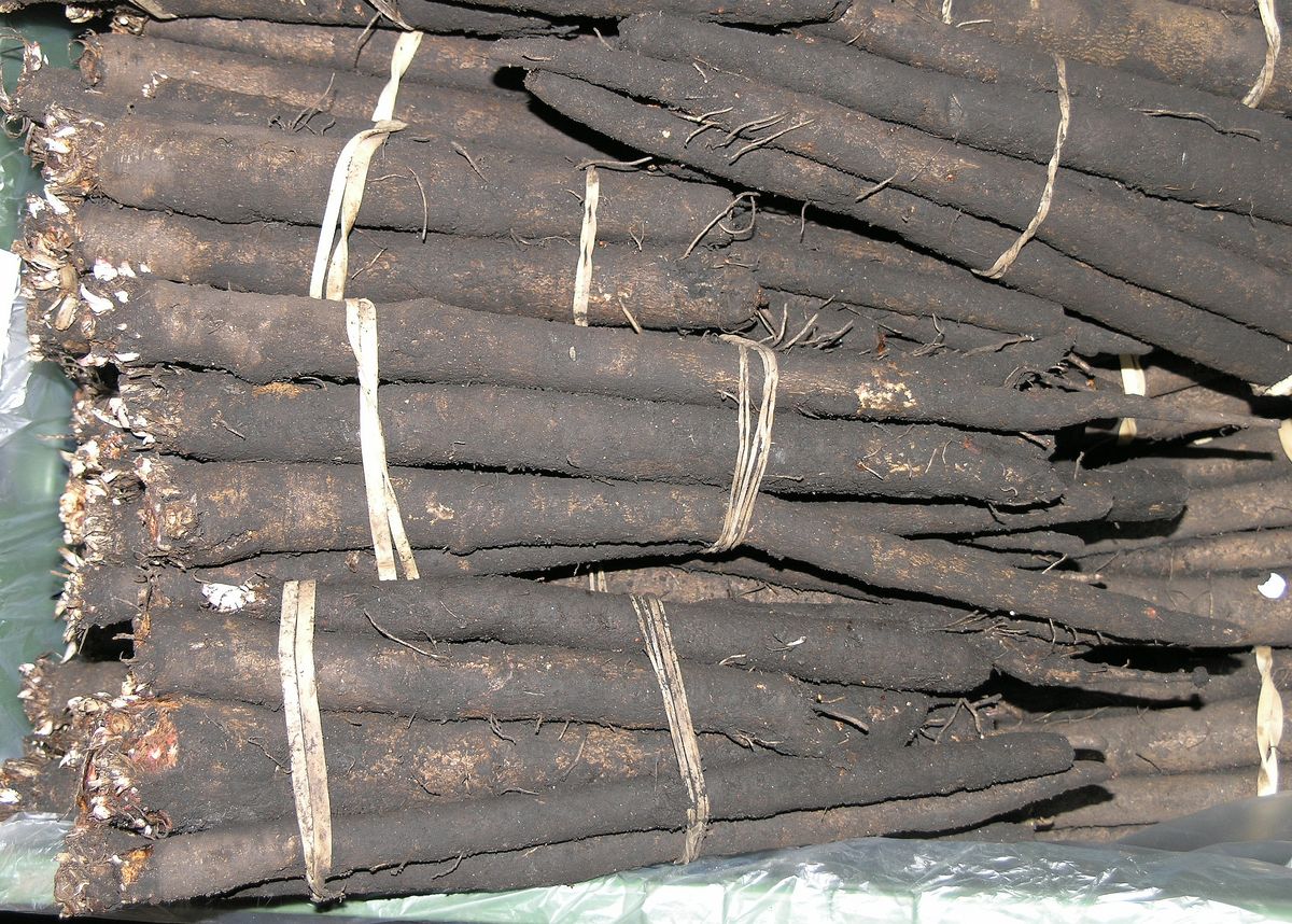 Black salsify root. Photo by Goldlocki.