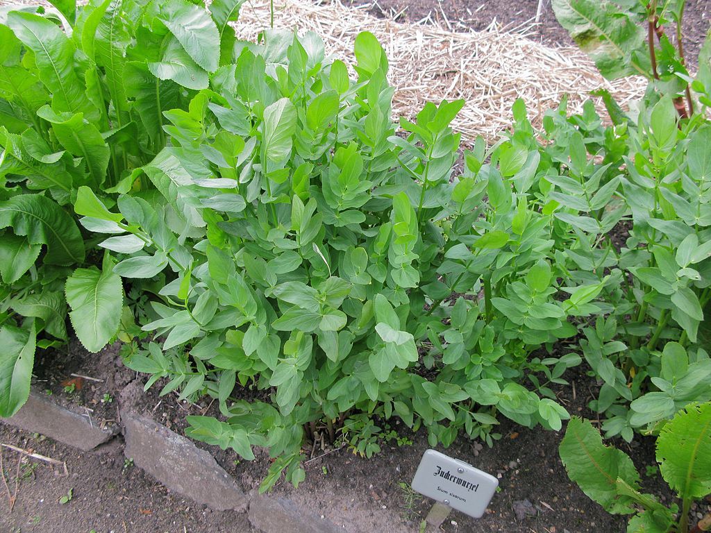 The leafy side of skirret. Photo by Malte via Wikimedia Commons.