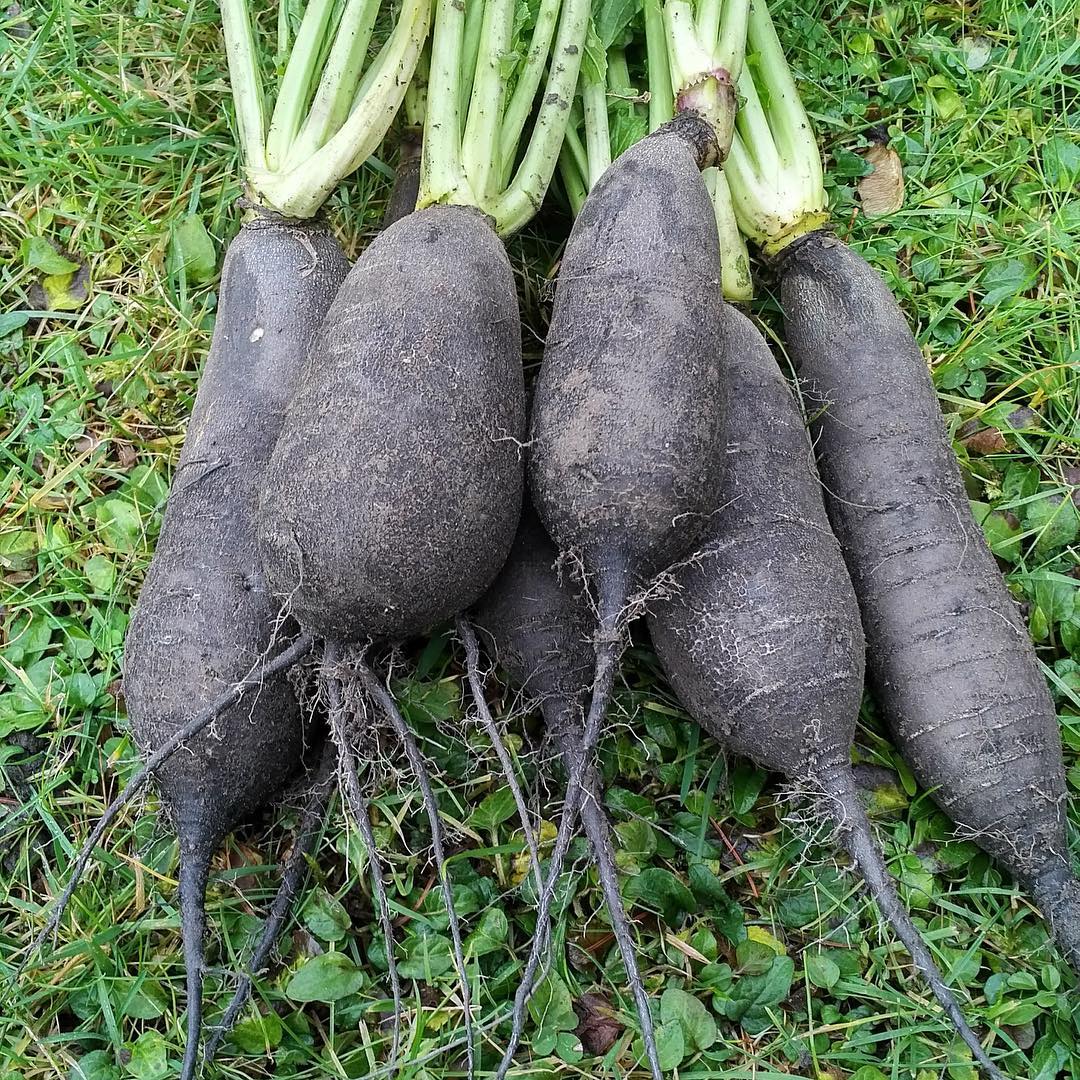 II: Black Turnips