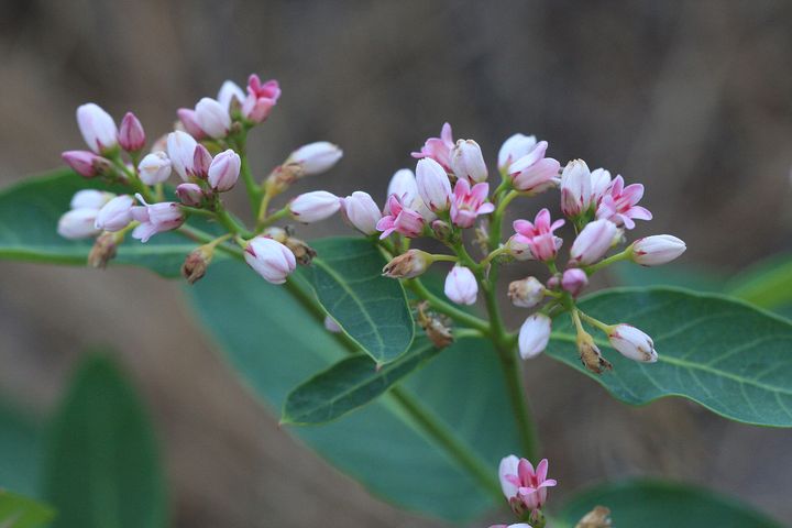 Spreading dogbane. Photo by user Dcrjsr from Wikimedia Commons.