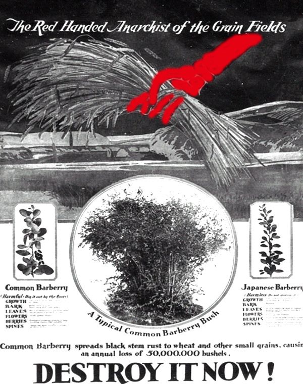 1918 propaganda poster urging the eradication of barberry (and communism by association).