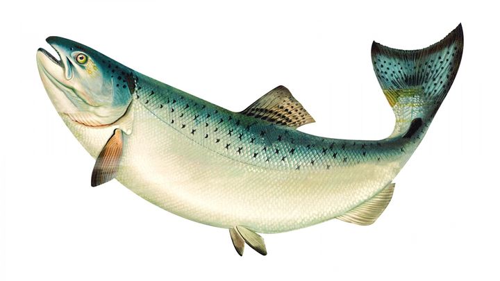Vintage salmon poster released to public domain by Andrea Stöckel