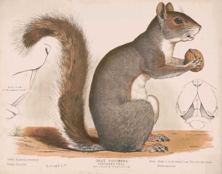 Illustration of a gray squirrel holding a walnut from 1872. Artist unknown.