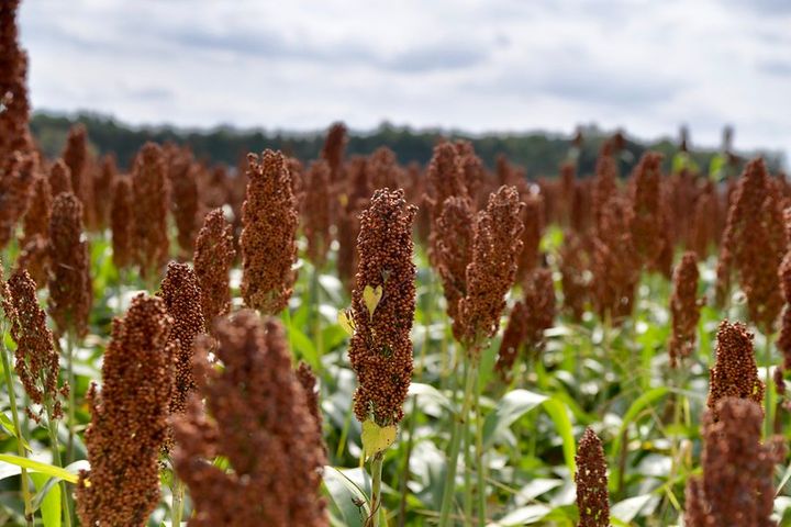 A field of sorghum in Delaware. Photo by Michele Dorsey Walfred.