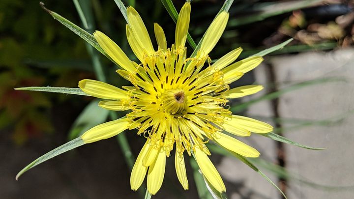 A salsify flower in full bloom. Photo by Jpkole via Wikimedia Commons.