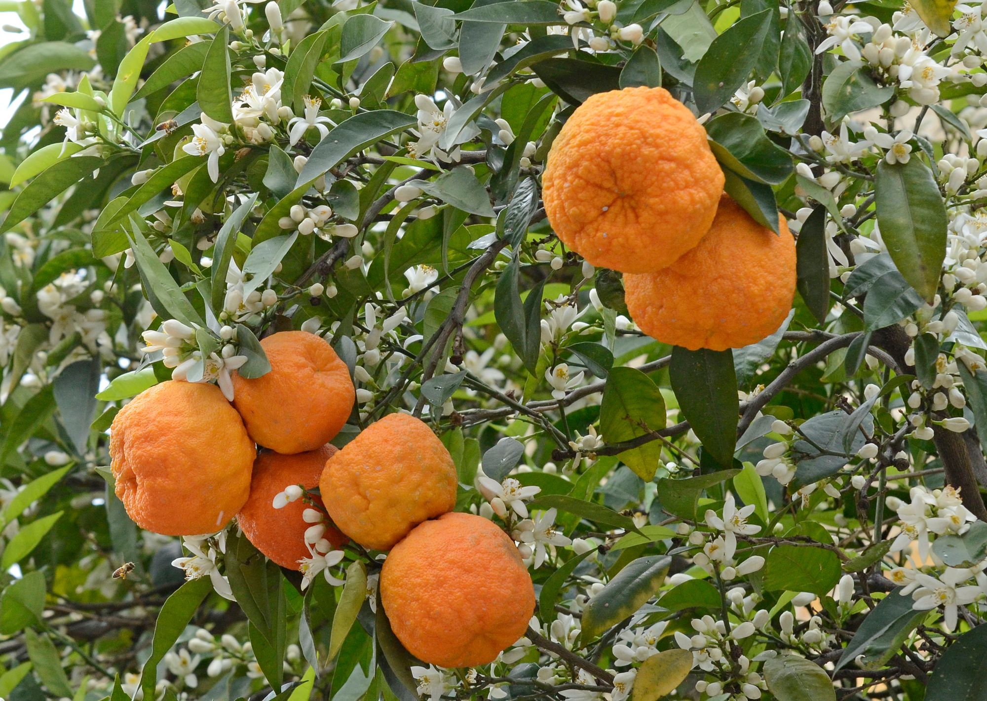 Seville oranges. Photo by Zeynel Cebeci via Wikimedia Commons.