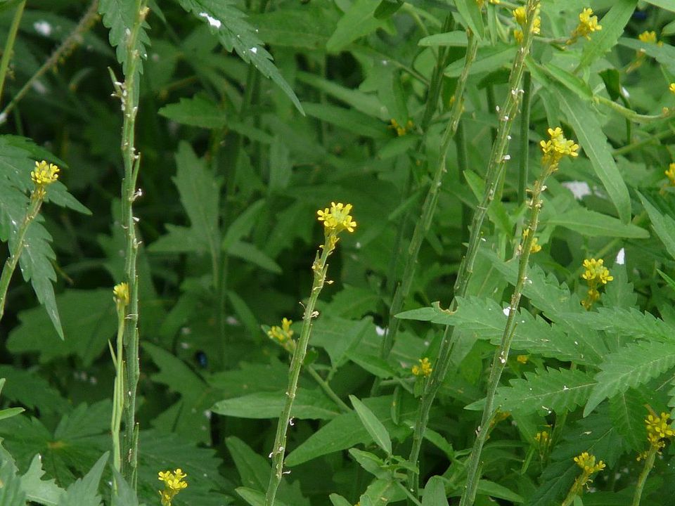 IV: Hedge Mustard